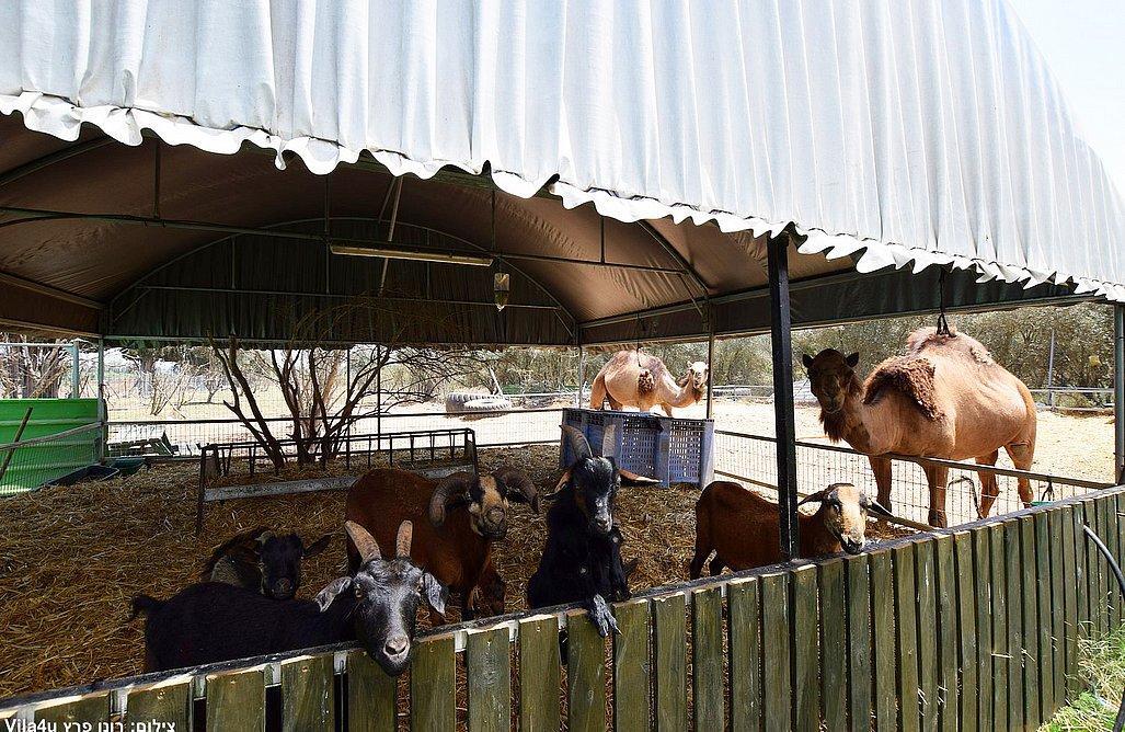 גארדן גולדן - Garden Golden מרכז  14  לופט לנד