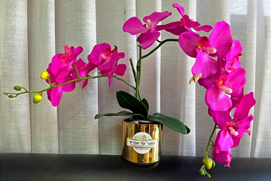 בחצר של אפריים מרכז  10  לופט לנד