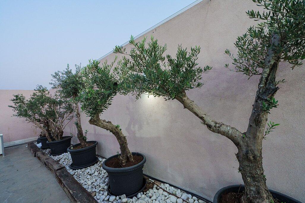 אחוזת הר טוב מרכז  45  לופט לנד